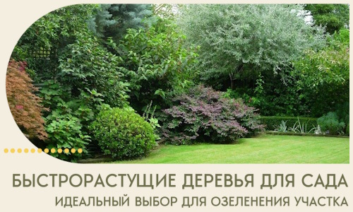 Быстрорастущие деревья для сада идеальный выбор в Апшеронске