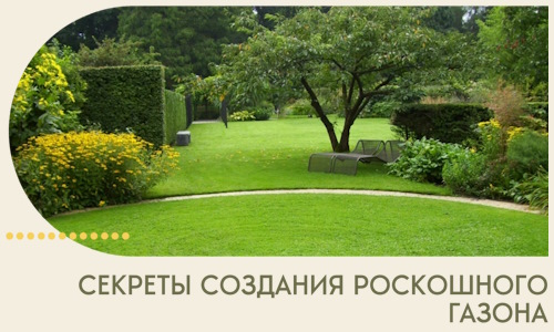 Секреты создания роскошного газона в Апшеронске